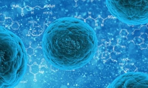 3 fakty o komórkach macierzystych, które musisz znać!