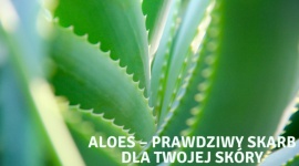 Aloes – prawdziwy skarb dla Twojej skóry LIFESTYLE, Uroda - Aloes to roślina, która występuje w krajach tropikalnych, między innymi w Afryce oraz na Madagaskarze. Jest sukulentem, a więc przystosowała się do życia w warunkach ograniczonego dostępu wody i wykształciła tkankę, która służy do jej magazynowania.