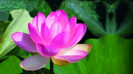 Moc kwiatów zaklęta w kosmetykach LIFESTYLE, Uroda - Tekst o kremie z kwiatami lotosu LAKSHMI.